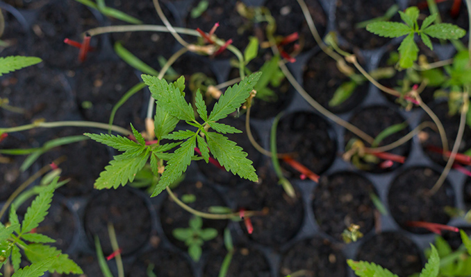 Come Riprodurre E Preservare Le Tue Genetiche Di Cannabis
