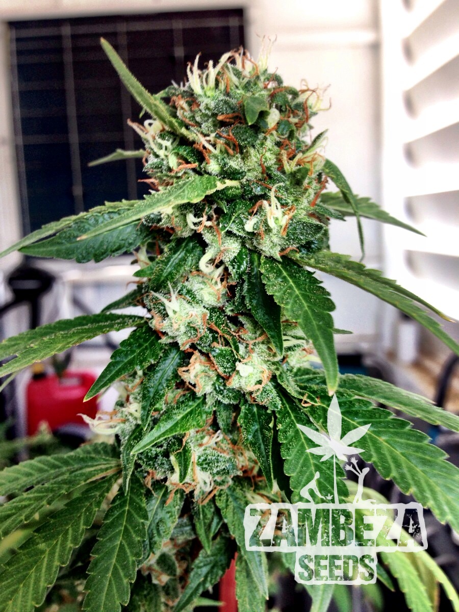 Blueberry Haze Femminizzati Semi di Cannabis