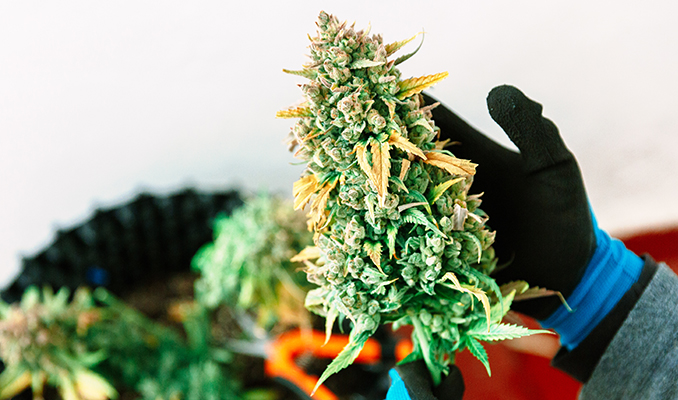 I Modi Migliori per Aumentare le Rese di Cannabis