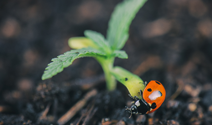 Metodi di Controllo Biologico dei Parassiti nelle Colture di Cannabis