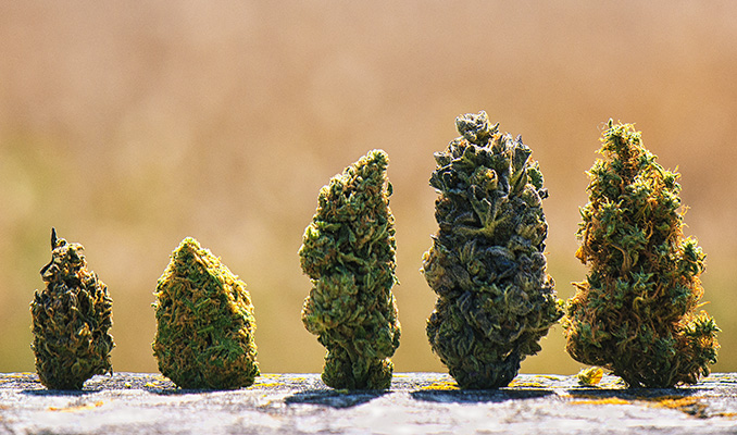 Una Guida Su Come Mescolare Varietà Di Cannabis Di Diverse Qualità