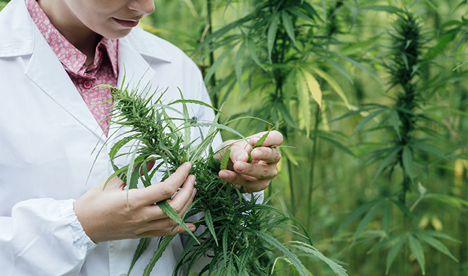 L'Impatto della Cannabis sull'Ipertensione