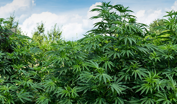 Una Guida Completa sulla Coltivazione di Cannabis Outdoor