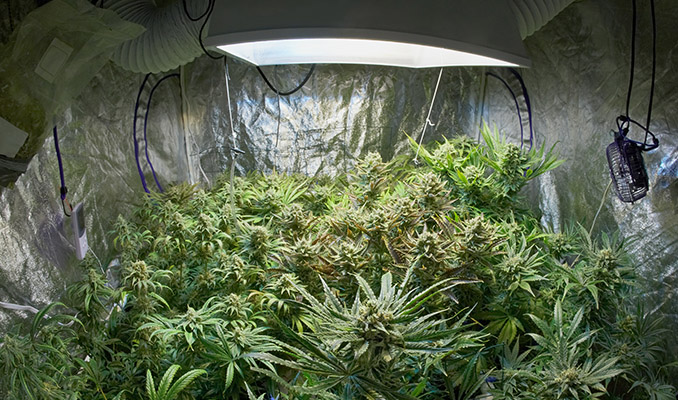 Cosa Fare Quando Le Piante di Cannabis Coltivate Indoor Non Fioriscono