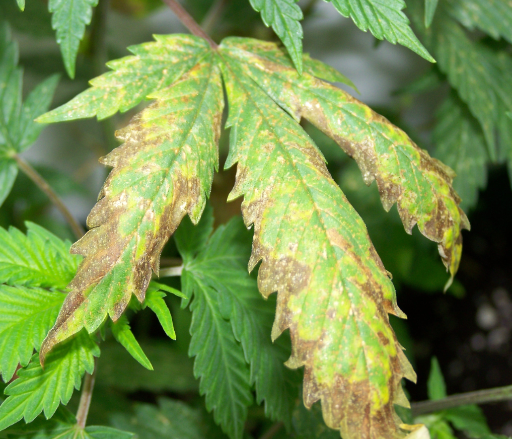 Potassio carenza di cannabis