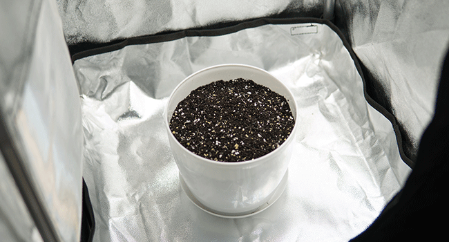 Potting Soil