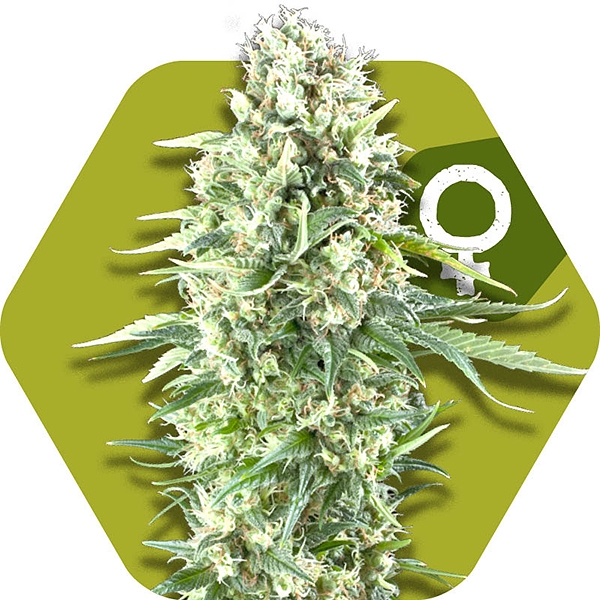 Power Plant XL cannabis seeds