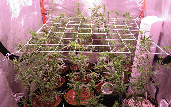 Scrog Mistake