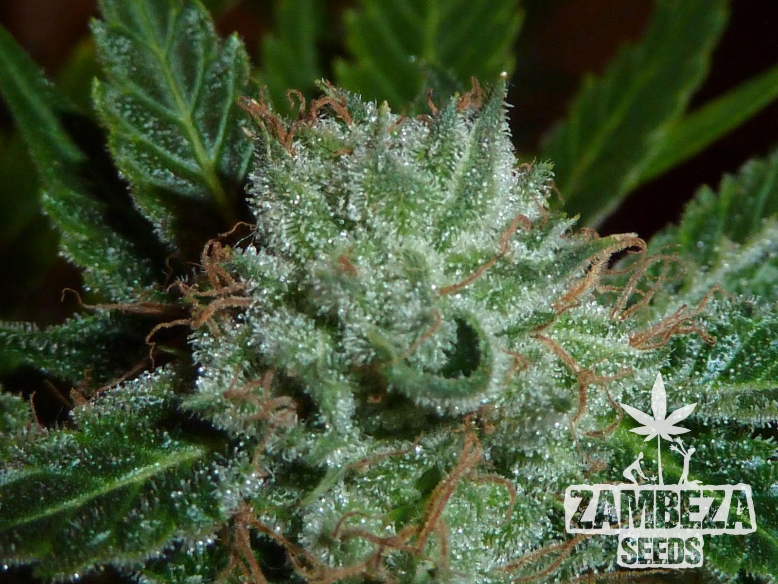 Zambeza Seeds White Widow Semi di cannabis